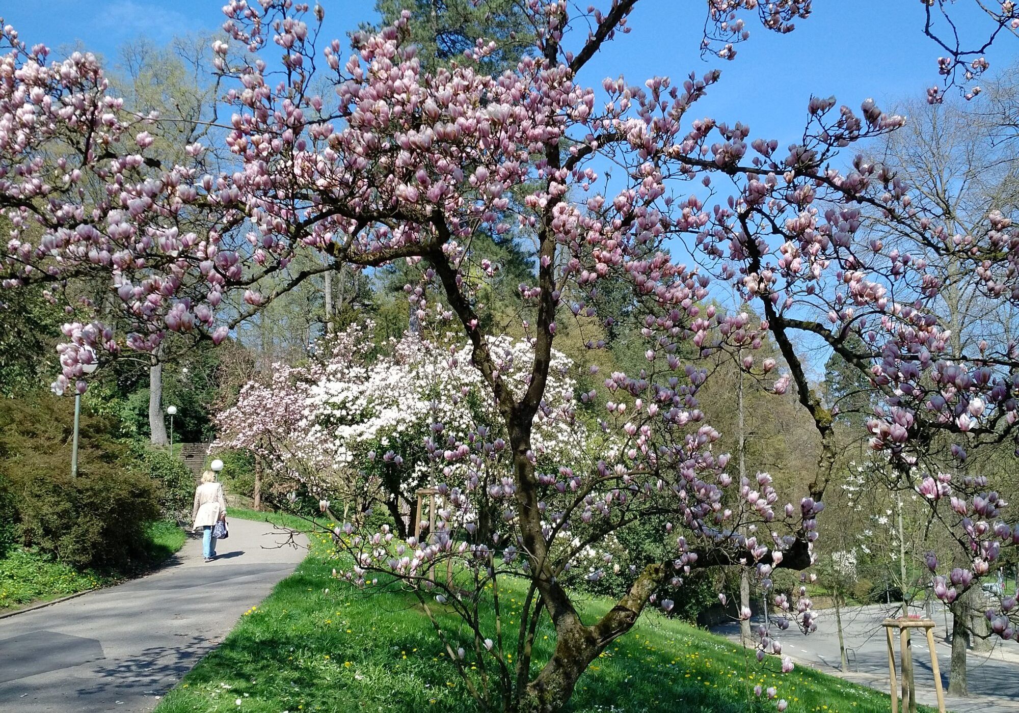 baden-baden-forêt-noire